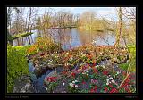 Keukenhof Hollandia 114